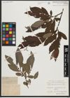 Foto von Salix appendiculata Vill.